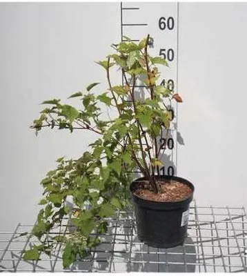 Immagine prodotto di Stephanandra tanakae -  di fiori alta 30-40 cm - Contenitore