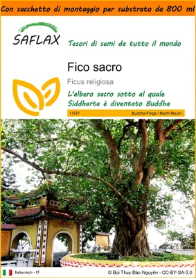 Immagine prodotto di SAFLAX Garden in the bag - Fico sacro - 100 semi - Ficus