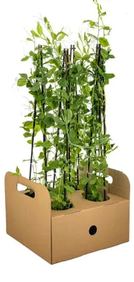 Obrázek produktu pro Voňavý hrachor Lathyrus odoratus, sada 4 kusů kvetoucích popínavých rostlin, Ø 13 cm