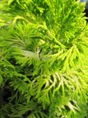 Produktbild von Chamaecyparis obtusa Gold Post - Scheinzypresse Gold Post - 25-30cm
