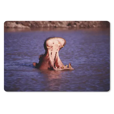 Produktbild von MuchoWow® Schreibtischunterlage Nilpferd - Wasser - Schnabel 60x40 cm - XXL Mauspad - Großes Mauspad