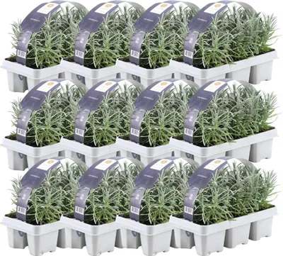 Obrázok produktu pre Trendyplants - Levanduľa úzkolistá - 72 kusov - Levanduľa - Odolná - Výška 10-20 cm - Veľkosť kvetináča Ø7cm
