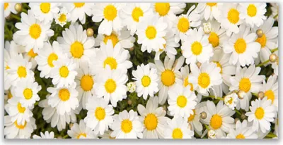 Produktbild von Glasbilder 120x60 Wandbild Druck auf Glas Gänseblümchen Pflanzen