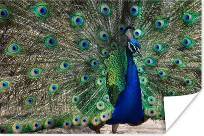 Produktbild von MuchoWow® Poster Pfauenfedern - Blau - Vogel 60x40 cm - Schlafzimmerdekoration