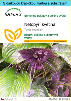 Obrázek produktu pro SAFLAX Dárková sada - netopýří květina - Tacca chantrieri - 10 Semena - S dárkovou krabičkou, přepravním štítkem, dárkovou kartou a pěstebním médiem