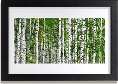 Produktbild von Bild 30x20 MDF-Rahmen Wandkunst Birke Wald Natur