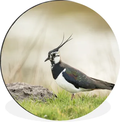 Produktbild von MuchoWow® Aluminium Wandkreis Vogel - Gras - Tiere - Natur - Kiebitz Ø 30 cm Wanddeko Modern Wohnzimmer - Wand Bild - Wohnzimmer - Runde Bilder - Alubilder - Kunst für zu Hause - Aluminium - Wanddekoration