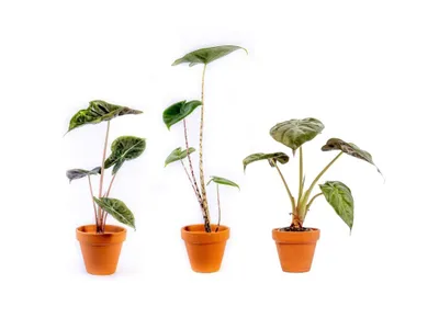 Obrázok produktu pre Gardners Alocasia mix, priemer 6 cm