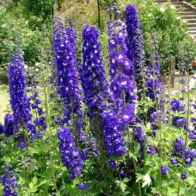 Immagine prodotto di 6 x Delphinium del Pacifico  - Delphinium 'King Arthur'  | Vaso 9 cm x 9 cm