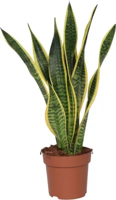 Produktbild von Bogenhanf - Sansevieria trifasciata Laurentii - Höhe 60-70cm - ⌀17cm