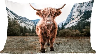 Produktbild von MuchoWow® Zierkissen Sofakissen Wohnzimmer Dekokissen 50x30 cm Schottisches Hochlandrind - Berg - Tiere - Wohnzimmerdekoration - Polster mit Photo
