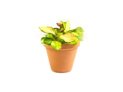 Obrázek produktu pro Gardners Hoya australis Lisa, průměr 12 cm