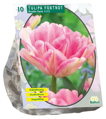 Produktbild von Blumenzwiebeln Tulipa Foxtrot 10 Stück Baltus