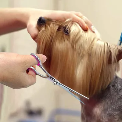 Immagine prodotto di Forbici da toelettatura per cani da 6 pollici in acciaio inox per cani e gatti - Forbici dritte
