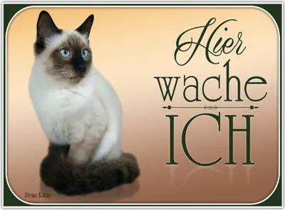 Produktbild von vianmo Holzschild 30x40 cm Katze Birma Katze hier wache ich