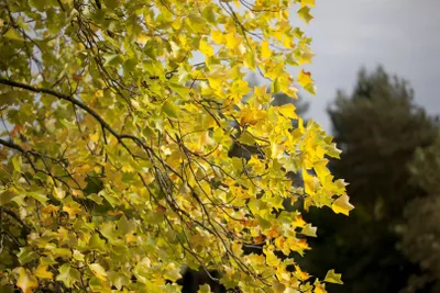 Produktbild von Liriodendron tulipifera, Tulpenbaum, 100–125 cm