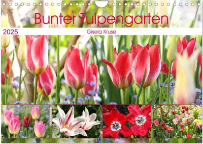 Produktbild von Bunter Tulpengarten (Wandkalender 2025 DIN A4 quer), CALVENDO Monatskalender