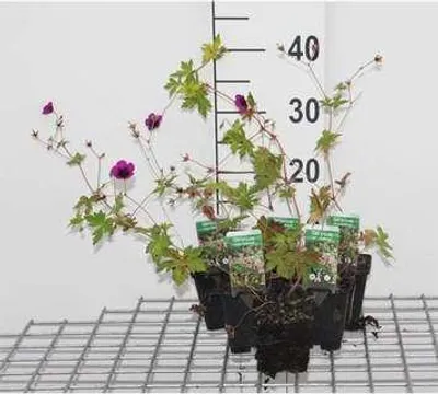 Immagine prodotto di 6 x Geranium hybr. 'Ann Folkard' - Cranesbill - vaso 9 x 9 cm