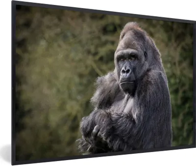 Produktbild von MuchoWow® Gerahmtes Poster Großer Gorilla schaut direkt in die Kamera 30x20 cm - Poster mit Schwarzem Bilderrahmen Wandposter Rahmen Foto Bilder - Kunstdruck - Bild-Poster