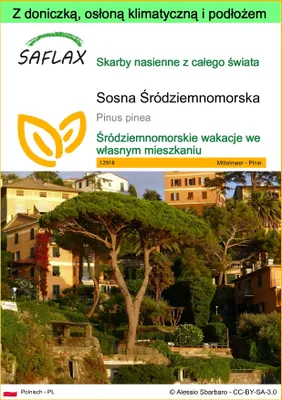 Zdjęcie produktu dla SAFLAX - Garden to go - Sosna Śródziemnomorska - 6 Nasiona - Z doniczką, pokrywą klimatyczną i podłożem do uprawy - Pinus pinea