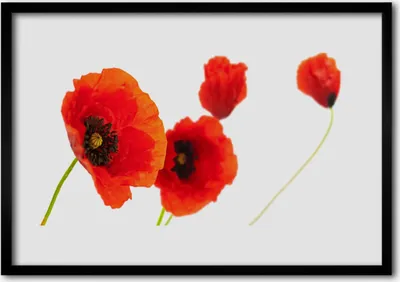 Produktbild von Bild 70x50 MDF-Rahmen Wandkunst Blumen Pflanzen