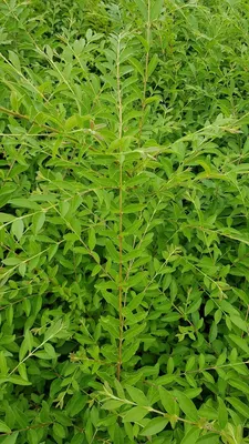 Image de Ligustrum sinense / Troène de Chine