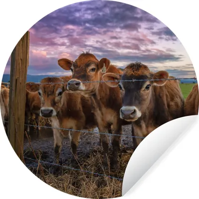 Produktbild von MuchoWow® Runde Wandtattoo - Wandsticker Tapete Aufkleber Kuh - Tiere - Kühe Ø 80 cm Selbstklebend und Repositionierbar - Wandaufkleber - Kreis - Mauerkreis - Wand Bilder - Wandsticker - Wohnzimmer Dekoration - Dekoration für die Wände - Aluminium - Babyzimmer