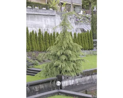 Obrázek produktu pro Cedr himálajský FloraSelf Cedrus deodara 40-60 cm květináč 5 l