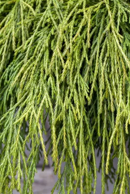 Produktbild von Chamaecyparis pisifera 'Sungold', Scheinzypresse, goldgelb, 30–40 cm