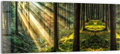 Produktbild von DEQORI Glasbild Echtglas 150x60 cm 'Licht durchbricht Bäume' Wandbild Bild modern Deko
