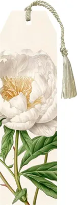 Image de Marque-page « Pivoines et roses » – Pivoine blanche