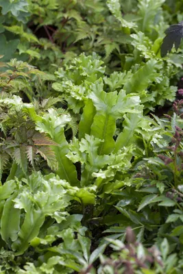 Produktbild von Asplenium scolopendrium, Hirschzungenfarn, 30–40 cm