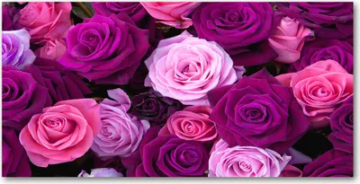Produktbild von Tulup Glas-Bild -140x70- Wandkunst Dekorative Wand für Küche & Wohnzimmer - Blumen & Pflanzen - Rosen - Rosa