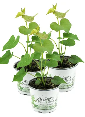 Produktbild von Enseleits 3er Set Süßkartoffel Pflanze Ipomea batata, Gemüse Pflanze, Aus Nachhaltigem Anbau!
