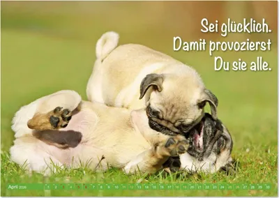 Produktbild von Lächeln mit Mops (Wandkalender 2026 DIN A3 quer), CALVENDO Monatskalender