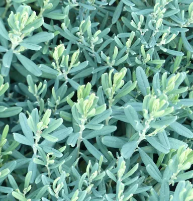 Produktbild von 3 Stück Lavendelheide Andromeda polifolia Blue Ice Rosmarinheide 15 - 20 cm