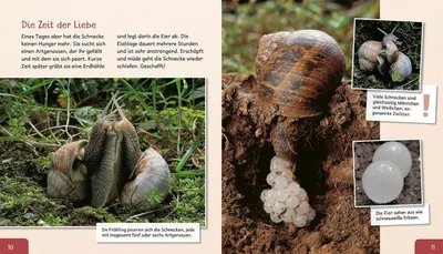 Produktbild von Meine große Tierbibliothek: Die Schnecke