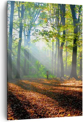 Produktbild von Bild auf Leinwand - Leinwandbild - Einteilig - Wald Blätter Sonne - 50x70cm - Wand Bild - Wanddeko - Wandbilder - Leinwanddruck - Wanddekoration - Leinwand bilder - Wandbild - PA50x70-0136