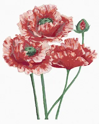 Produktbild von Zuty - Malen nach Zahlen - MOHNBLUMEN DREI BLÜTEN (ALEXANDRIA GILBERT), 40x50 cm, ohne Keilrahmen