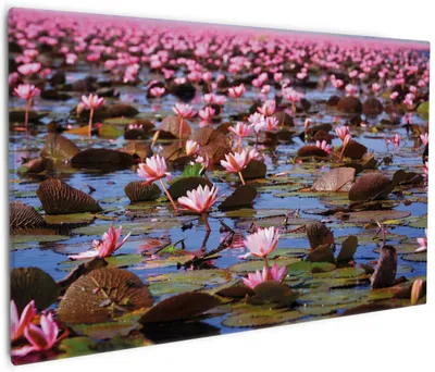 Produktbild von Wallario Premium Leinwandbild Seerosenlandschaft mit rosa Blüten in Größe 60 x 90 cm