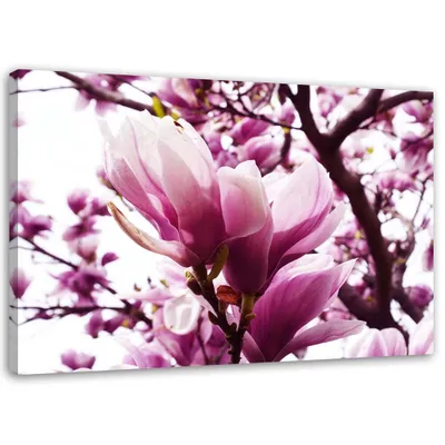 Produktbild von Leinwandbild die blühende magnolie 60x40 cm Feeby rosa wandbild bereit zum aufhängen