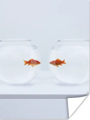 Produktbild von MuchoWow® Poster Goldfisch - Fischschalen - Weiß 90x120 cm - Wohnzimmer
