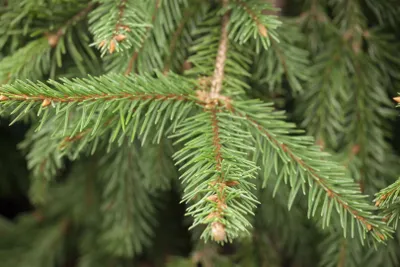 Produktbild von Picea abies 'Acrocona', Fichte, 25–30 cm