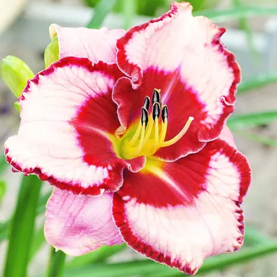 Produktbild von Taglilie Hemerocallis Staude Rhizom winterhart Taglilie Lies & Lipstick 1 St