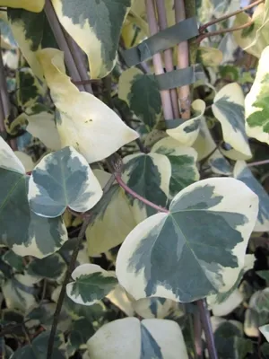 Produktbild von Hedera colchica Dentata Variegata - Kaukasischer Efeu Dentata Variegata 60-100