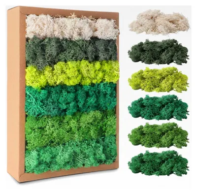 Produktbild von Islandmoos, Moos in 5 verschiedenen Farben, 200 g für Moosbilder und Bastelprojekte