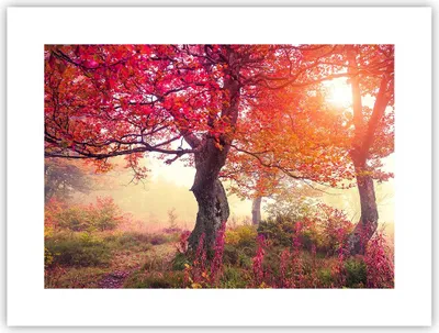 Produktbild von Poster - Poster ohne Rahmen - Baum Natur Wiese - 40x30 cm - Wand Bild - Wanddeko - Wandbilder - Kunstposter - Wandposter - Bilder - Kunstdruck - Wanddekoration - Wandbild - P2XAA40x30-3658
