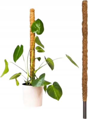 Image de Tuteur en Coco - 60 cm - Durable et Stable - Idéal pour Plantes Grimpantes