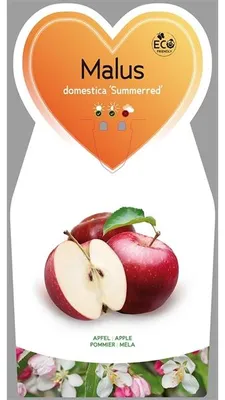 Produktbild von Malus domestica Summerred ca. 120 cm - Sommerapfel - Apfelbaum