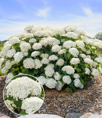 Produktbild von BALDUR Garten 1x Freiland-Hortensie 'FlowerWOW®', Pflanze im 14 cm-Topf, Blütenmaschine für Beet und Kübel, unglaublich viele stabile Triebe, winterharter Dauerblüher, große Blütenbälle, pflegeleicht